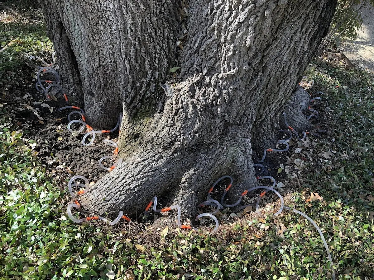Detailed Tree Cabling and Bracing job site in Sardis