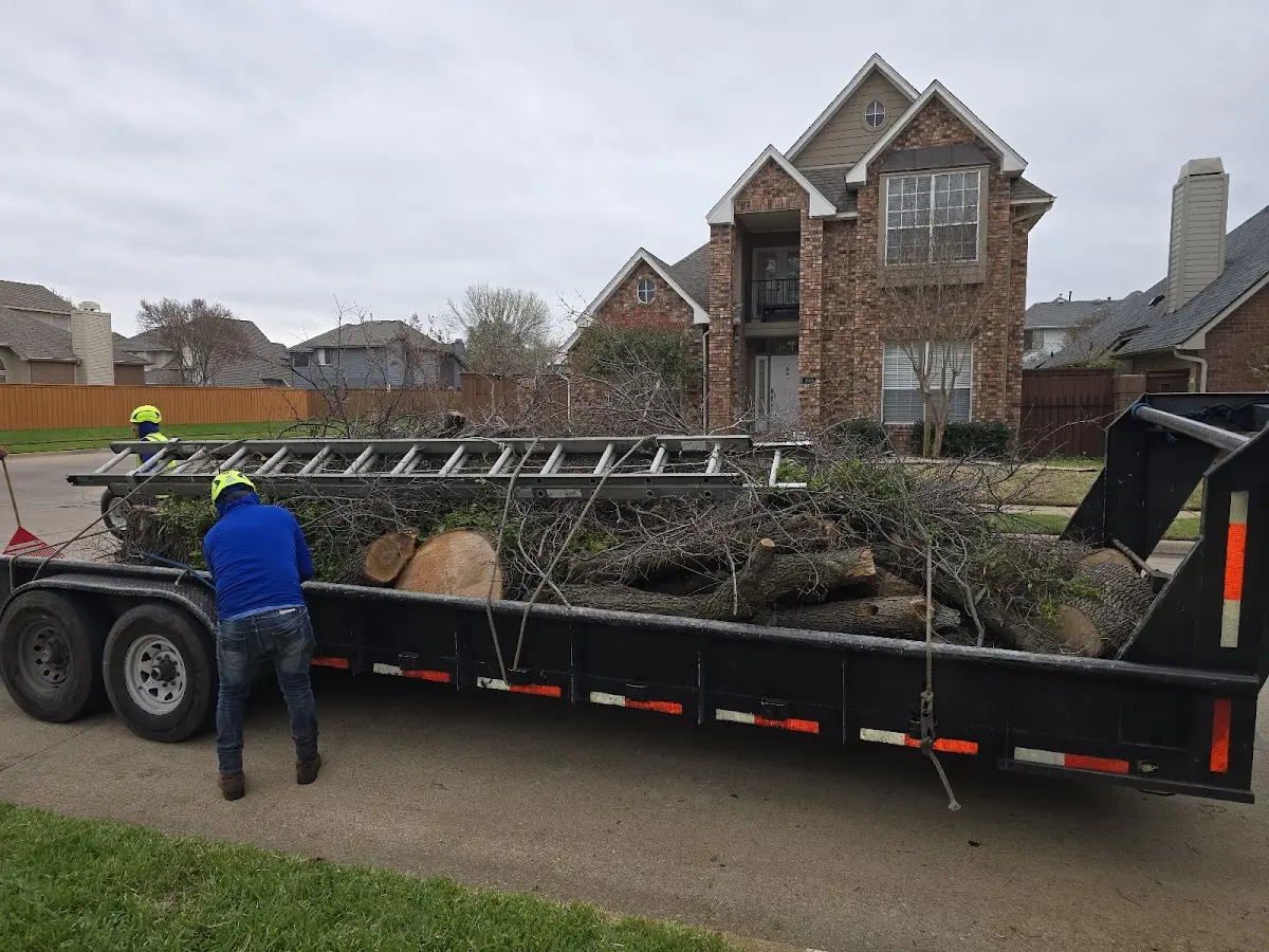 Expert Tree Removal with proper safety equipment in Sardis